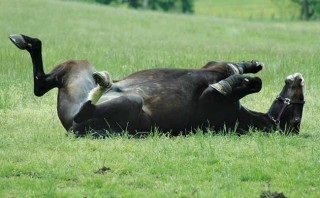 Figure 1. Rolling is a classic sign of colic. Image: Wikimedia Commons/ John Harwood.