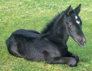 Figure 2. Reluctance to move is a classic sign of pain in horses, which can even extend to reluctance to stand. Image: Alice Hieghton-Jackson. (This foal was not in pain; the image was used to illustrate reluctance to stand.)