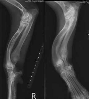 Figure 1. Mediolateral and craniocaudal radiographs of the antebrachium of a six-month-old labradoodle with a premature closure of the distal ulna physis and subsequent angular limb deformity with marked carpal valgus.