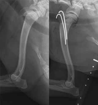 Figure 3. Mediolateral radiographs of the humerus of a 12-month-old cavalier King Charles spaniel with a Salter-Harris type one fracture of the proximal humeral physis (left). This has been stabilised with parallel K-wires through the greater tubercle into the humeral diaphysis (right).