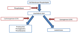 Figure 3. A flow diagram illustrating the basic components of the inflammatory pathway. The blue boxes are the substances or products involved in the inflammatory response. The red boxes show the enzymes responsible for producing each product. The majority of NSAIDs inhibit the cyclooxygenase enzyme, thus inhibiting the production of prostacyclins, prostaglandins and thromboxanes. 