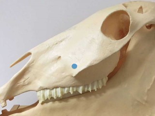 Figure 1. For a lateral view of the head, the x-ray beam is centred just dorsal to the rostral facial crest.