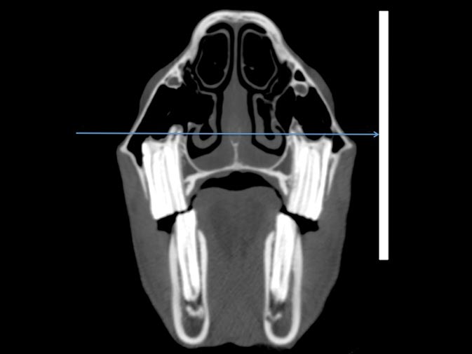 Figure 2. Aiming of the x-ray beam for a lateral view of the head.