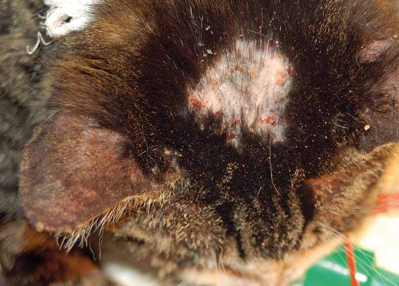 Figure 1. Lesions on the dorsal head and pinnae characterised by crusting, alopecia and erythema in a cat with pemphigus foliaceus.