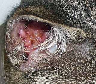 Figure 2. Proliferating necrotising otitis in a cat. Image: S Warren.