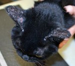 Figure 3. Alopecia, crusted papules and circular ulcerative lesions on the convex pinnae of a cat with mosquito bite hypersensitivity. Image: S Warren.