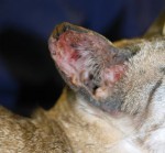 Figure 4. Curling pinnae in a cat on long-term glucocorticoid therapy due to pruritus caused by an allergic skin disease.