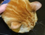 Figure 5. Hypothyroidism in a cat leading to bilateral pinnal alopecia.