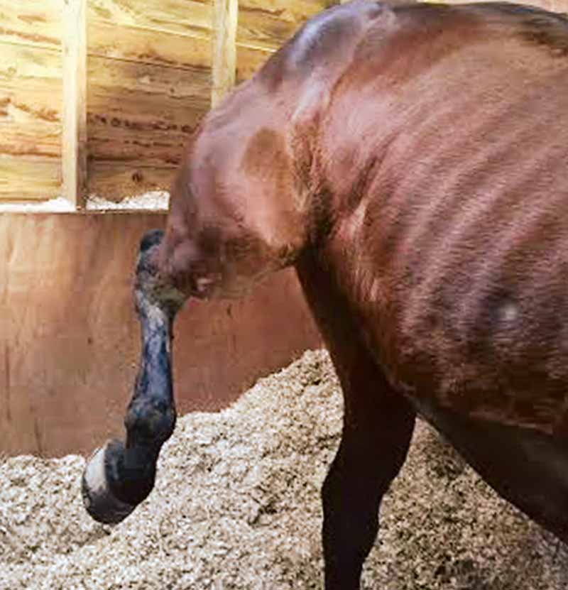 Figure 1. Typical reaction of a horse with shivers when asked to back up or lift the hindlimb. The limb is jerked up and shivers for several seconds prior to it being replaced.