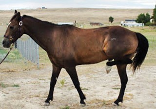 Figure 2. The typical appearance of a horse with classical stringhalt. Note the dorsal aspect of the metatarsophalangeal joint will slap the underside of the abdomen.