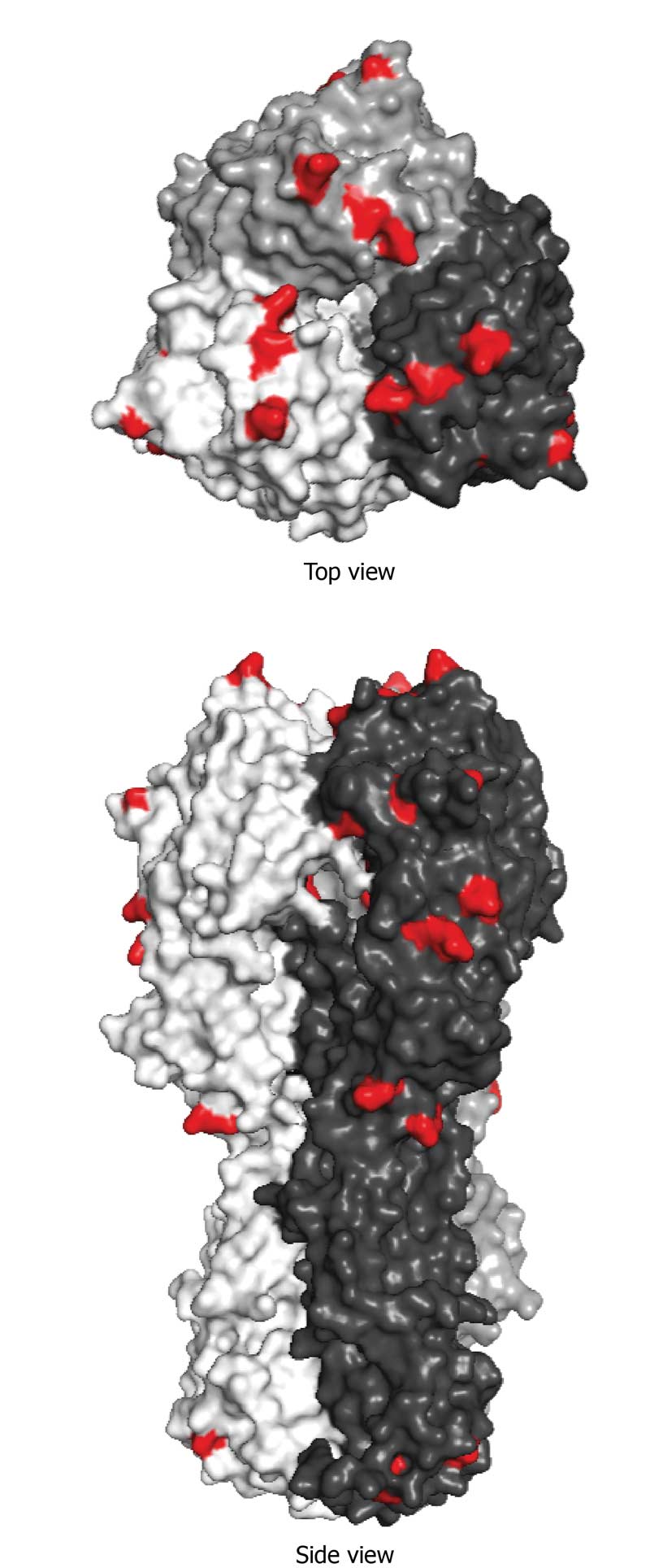 Figure 1. Amino acid changes between Florida clade 1 (FC1) and 2 (FC2) viruses are highlighted in red on this haemagglutinin structure. FC1 viruses predominantly circulate in North America, while FC2 strains have generally been isolated from Europe and Asia. Despite this, FC1 viruses have been isolated from horses in the UK before, which emphasises the importance of both clades being included in vaccines.