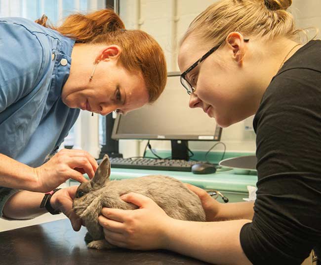 Rabbit Ear Disease at RVC Exotics