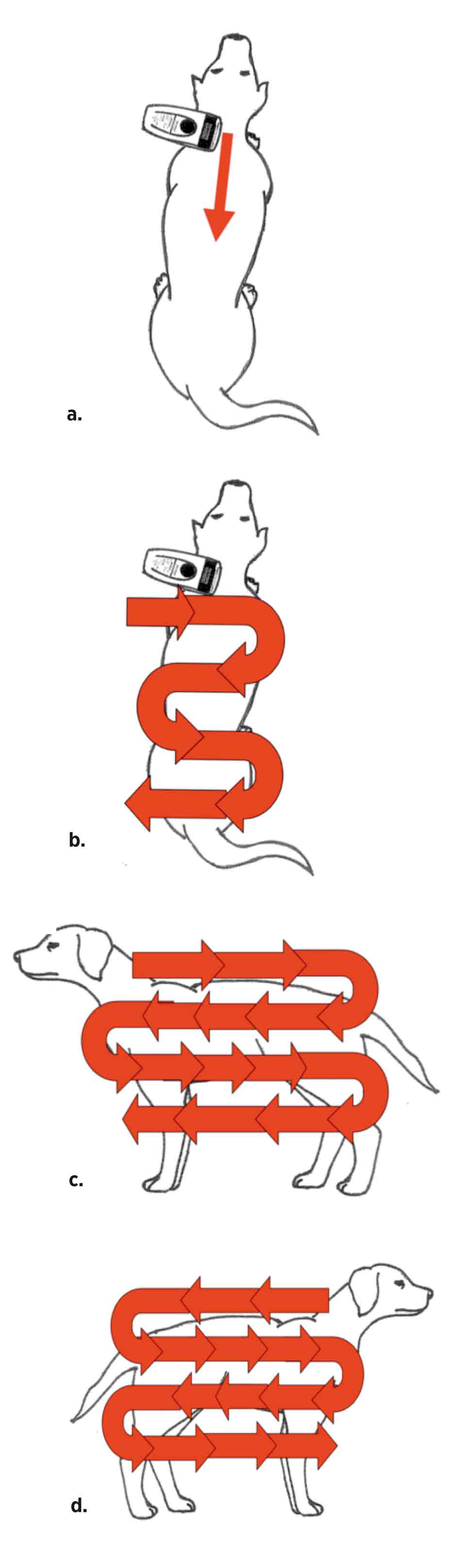 Figure 2. The methodical technique used to locate a microchip in a dog.