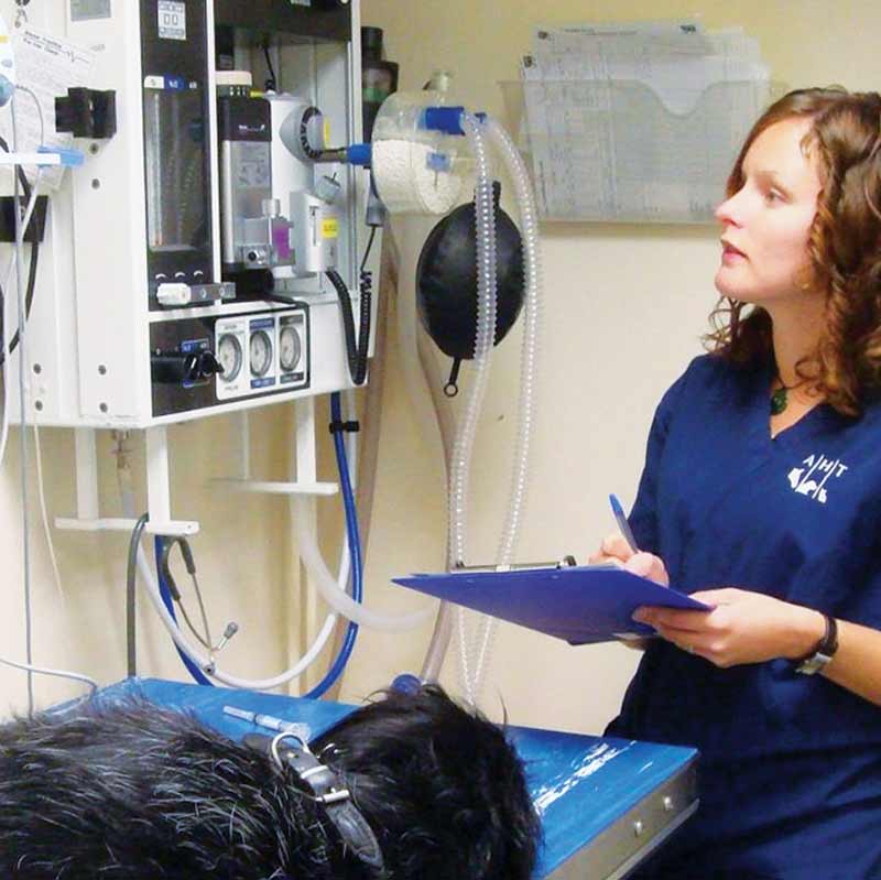 Figure 1. A properly trained veterinary nurse is the most important monitor for patients under anaesthesia. Image: AHT.