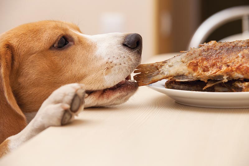 Figure 2. Dietary indiscretion can result from ingestion of inappropriate foodstuffs, such as table scraps or leftovers. Image: Fotolia/Soloviova Liudmyla.