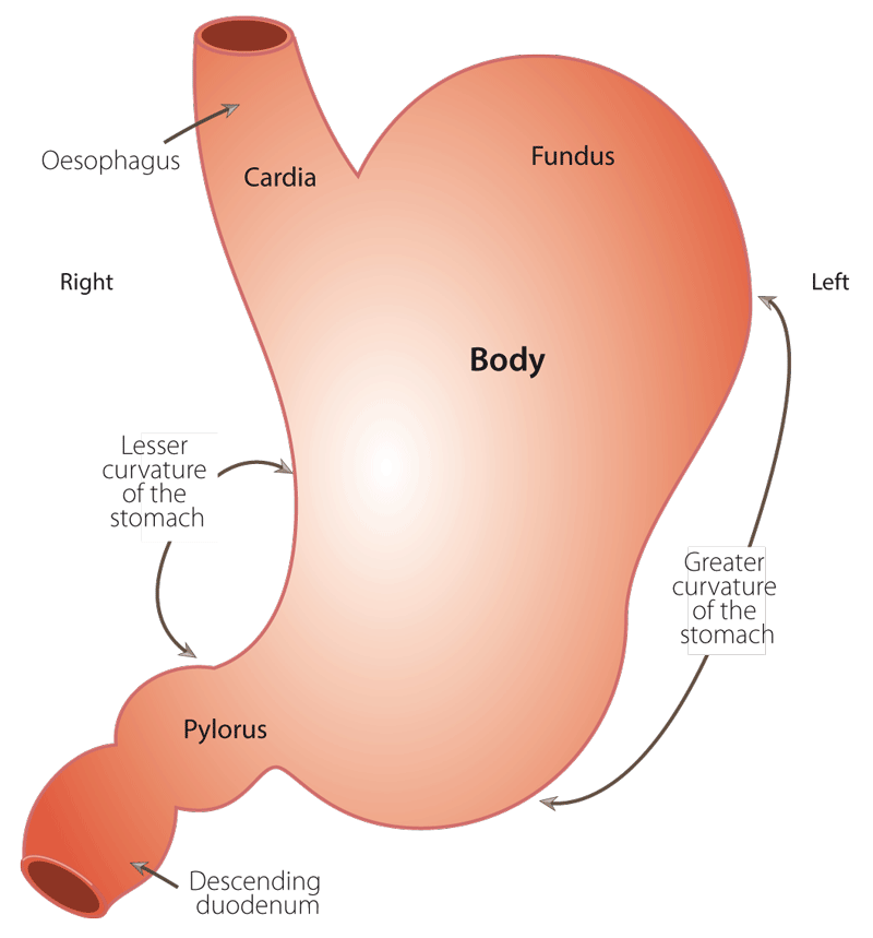Figure 1. Diagram of a canine stomach.