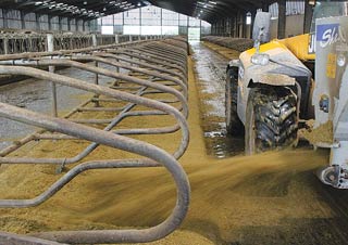 Recycled manure solids put on the beds as soon as they are made up.