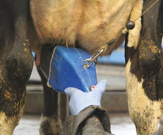 A teat brusher in use.
