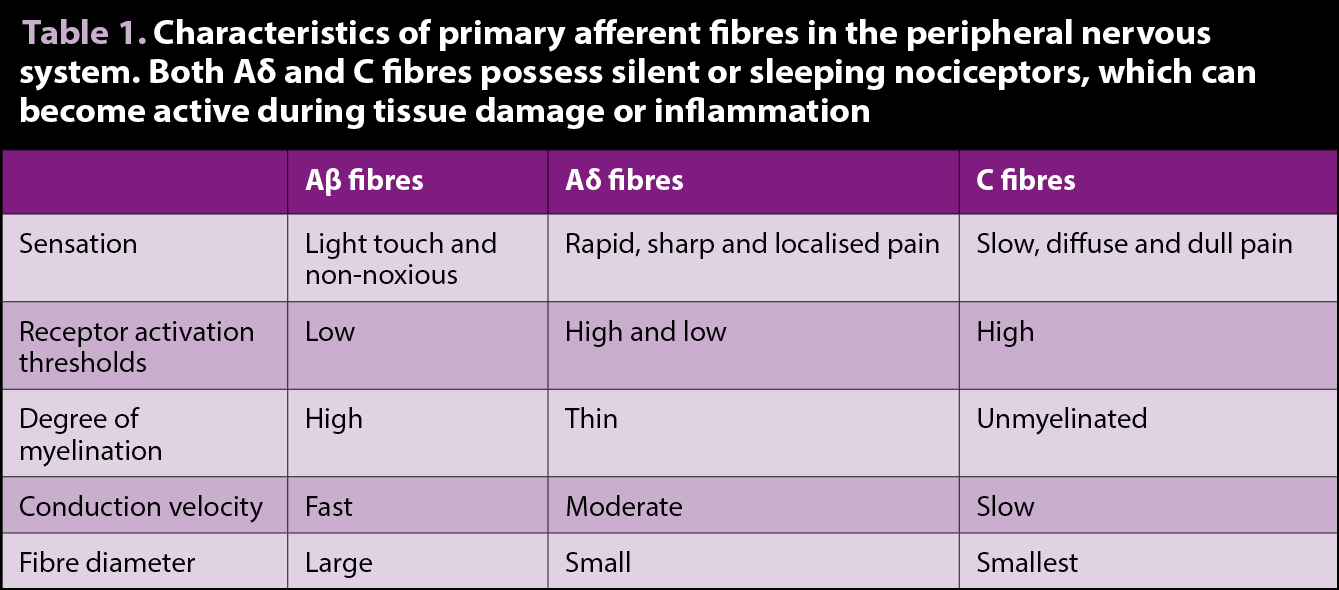 Table 1. Characteristics of primary afferent fibres in the peripheral nervous system. Both Aδ and C fibres possess silent or sleeping nociceptors, which can become active during tissue damage or inflammation.