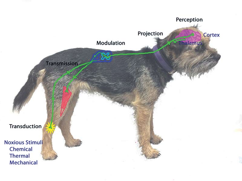 Figure 1. A basic overview of the pain pathway from transduction of a noxious stimulation through to transmission via afferent pathways to the CNS. The stimulus may undergo modulation before projection to the brain, where it is perceived. Various descending pathways can occur, which could modulate the signal further as it traverses through efferent pathways to effector muscles. 