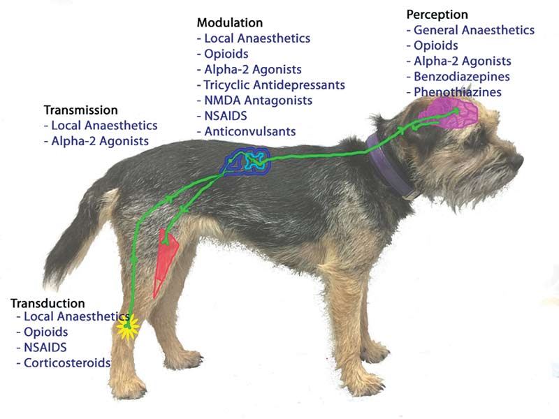 Figure 2. Various sites in the pain pathway that different classes of analgesic agents act on. Some of these agents are more applicable for chronic pain rather than acute pain. Note the agents only present in the “perception” category, which may ensure the animal is not aware of the noxious stimulation during their use, but do not prevent it from occurring. Peripheral and central sensitisation will still occur if these agents are used in isolation, resulting in a greater pain sensation once their use has ceased. 
