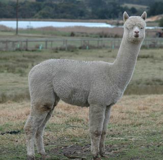 Figure 1a. Alpacas are widely kept in the UK. Image: Wikimedia Commons/Notnoisy.