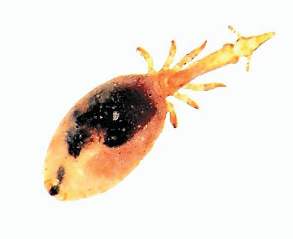 Figure 3. The llama louse, Microthoracius mazzai.