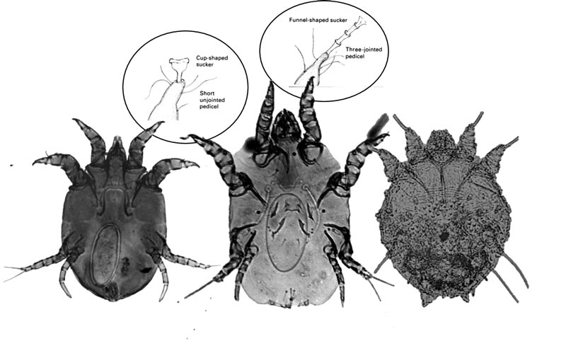 Figure 4. Adult female mites Chorioptes (left), Psoroptes (centre) and Sarcoptes (right). The inserts show the characteristic pedicels and suckers that aid species differentiation.
