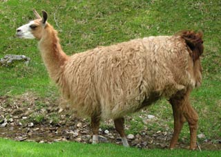 Figure 1b. Llamas are increasingly popular in the UK. Image: Wikimedia Commons/Liné1.