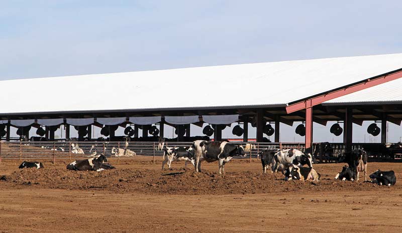 Cows have exercise yards and sheds with massive fans for cooling.
