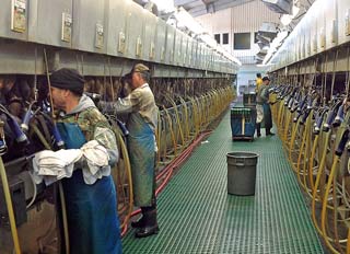 This parlour milks more than 5,000 cows, three times a day.