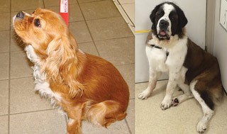 Figure 1. While medial patellar luxation (MPL) is more common in all breeds, lateral patellar luxation (LPL) is more common in larger breeds. This figure shows a St Bernard that presented with grade II LPL on the left and a cavalier King Charles spaniel that presented with grade II MPL on the right.