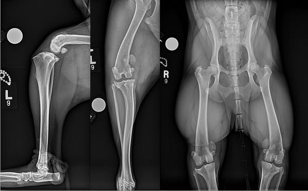 Figure 2. A minimum database of mediolateral and caudocranial views of the stifle with a ventrodorsal view of the pelvis for a four-year-old cross breed dog with grade III medial patellar luxation (MPL) and associated stifle osteoarthritis.