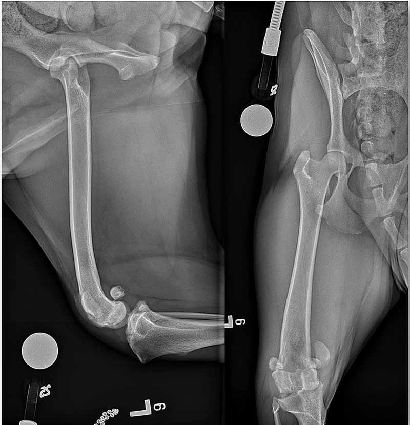 Figure 3. Mediolateral and caudocranial views of the femur of the same dog as in Figure 2 demonstrating a moderate varus angulation of the distal aspect of the femur, which was felt to be contributing to the grade III MPL.