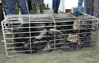Figure 1. A rescued bear on arrival at Animals Asia’s centre in China, in her farm cage. Image: Animals Asia.