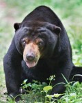 Figure 12. Kong before surgery. Image: Peter Yuen/Free the Bears.