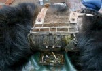 Figure 3. A metal jacket around the abdomen of a bear, with the catheter encased in metal container (opened in picture to demonstrate catheter). Image: Animals Asia.