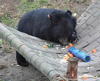 Figure 6. A bear enjoying its breakfast. Its right foreleg is missing – most likely due to a snaring injury.