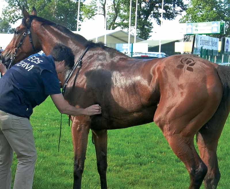 Figure 2a. Post-race ECG recording in a racehorse.