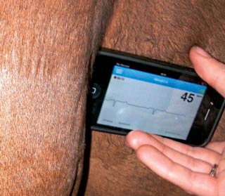 Figure 2b. The clipless smartphone ECG device is positioned gently against the horse’s thorax, just behind the forearm.