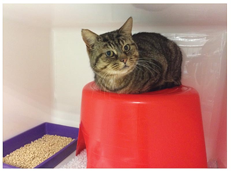 Figure 1b. Behavioural indicators are an important aspect of pain assessment, but one must be aware of the normal behaviour for species. This cat looks relaxed with its feet curled under the body and the head up. The cat looks alert and the eyes are held wide open. 