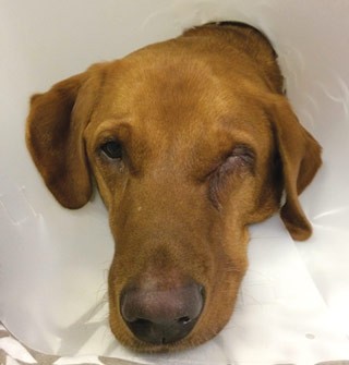 Figure 4. A dog with left ocular pain. Severe blepharospasm was present with a concurrent ocular discharge. The dog resented gentle palpation in the area surrounding the left eye.