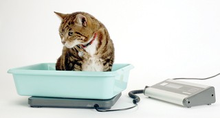 Figure 1. Every cat entering the clinic should have a weight and body condition score recorded. Slight weight loss may be the only indication of underlying CKD.