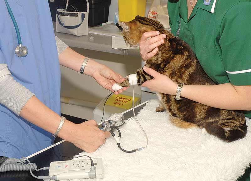 Figure 2. Systolic blood pressure measurement should be part of the clinical examination of older cats.