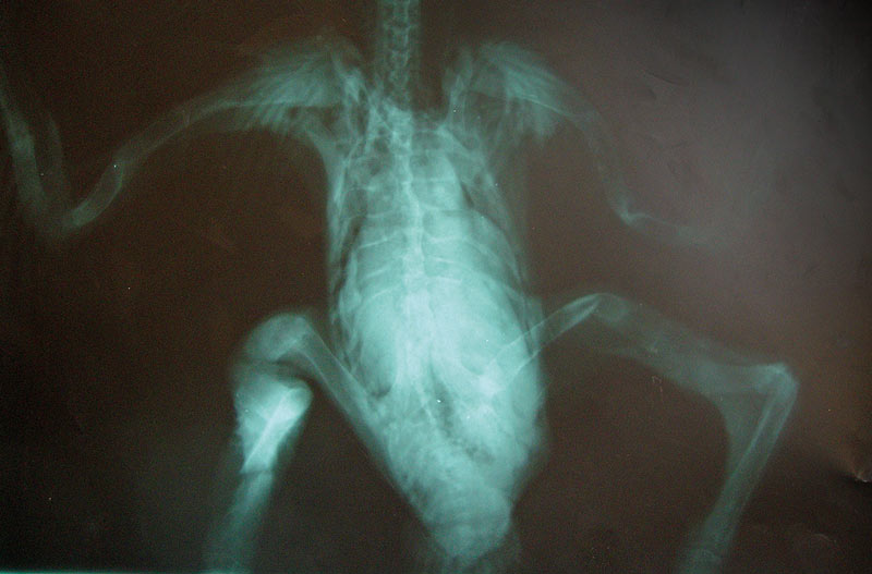 Figure 1. Osteodystrophy in a juvenile Harris’ hawk fed an exclusively whole meat diet and deprived of UV light.