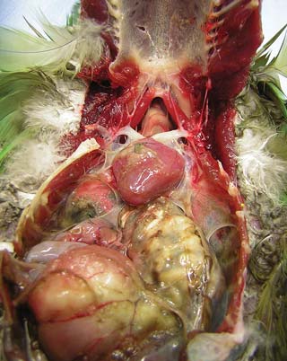 Figure 3. Markedly distended, thin-walled proventriculus in an Amazon parrot with PDS.