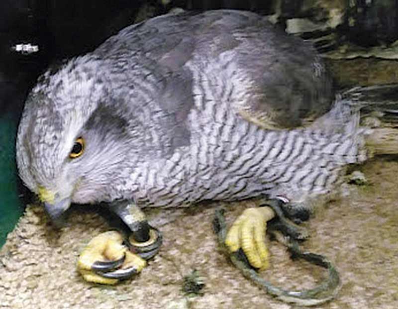 Figure 4. A goshawk with knuckled over feet secondary to lead intoxication.