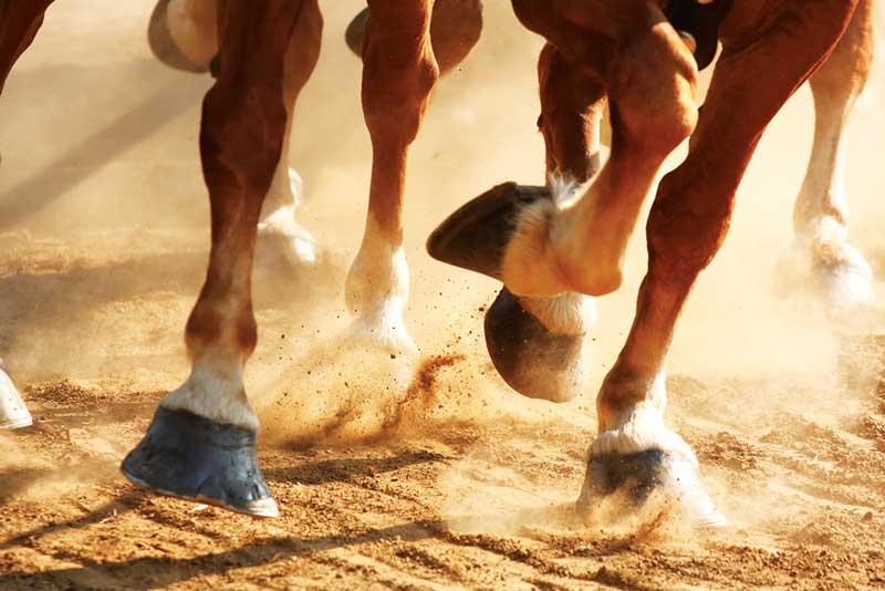 The diagnostic nerve block continues to form the backbone of lameness investigation in the horse. Image: © Fotolia/kateleigh.