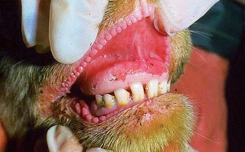 A sheep with foot-and-mouth disease showing erosion of the dental palate.