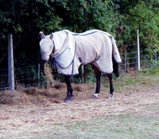 Figure 2. A horse covered with a fly rug and repellent demonstrating a tactic probably doomed to failure by the positioning of forage along the sheltered hedge line, a site attracting high numbers of biting flies. Image: Derek Knottenbelt.